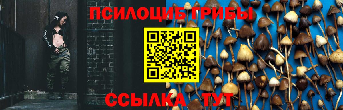 Галлюциногенные грибы Psilocybe Москва